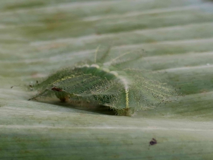 Keanekaragaman Hayati Ulat Common Baron, si raja kamuflase di dunia serangga. (Sumber foto: Jandris_Sky)