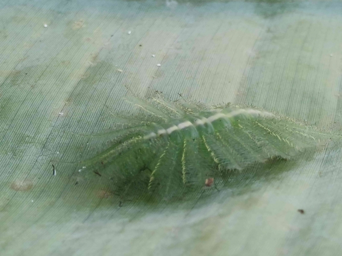 Keanekaragaman Hayati Ulat Common Baron, si raja kamuflase di dunia serangga. (Sumber foto: Jandris_Sky)