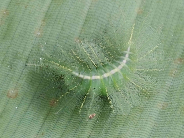 Keanekaragaman Hayati Ulat Common Baron, si raja kamuflase di dunia serangga. (Sumber foto: Jandris_Sky)