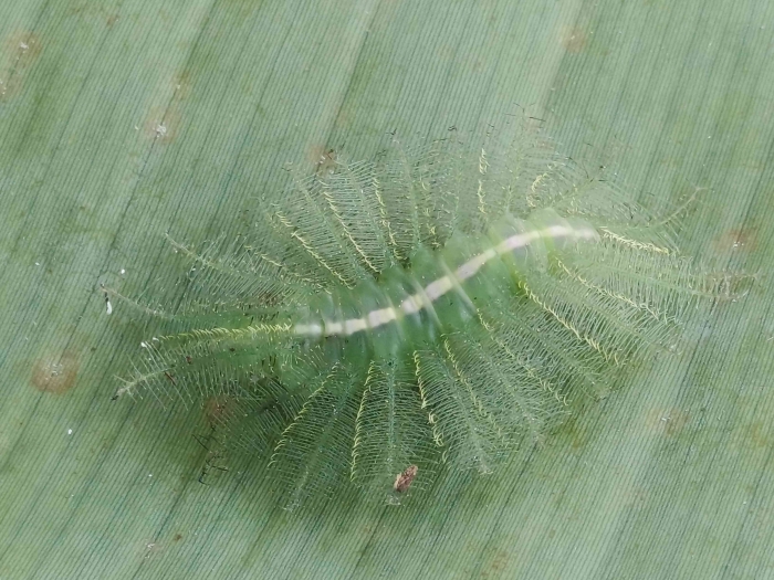 Keanekaragaman Hayati Ulat Common Baron, si raja kamuflase di dunia serangga. (Sumber foto: Jandris_Sky)