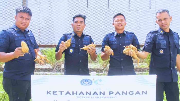 Panen Ubi cilembu di area branggang Rutan Pasangkayu , 25 September 2026