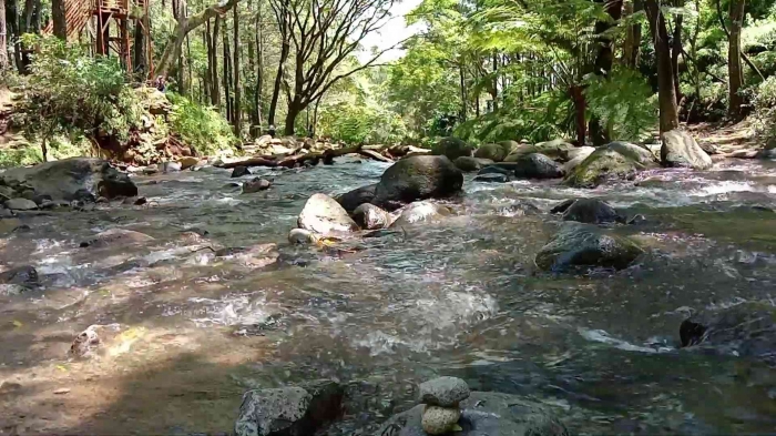 Potret aliran sungai yang mendamaikan di tengah hijau pepohonan di Badengan, Malang (dokumentasi pribadi)