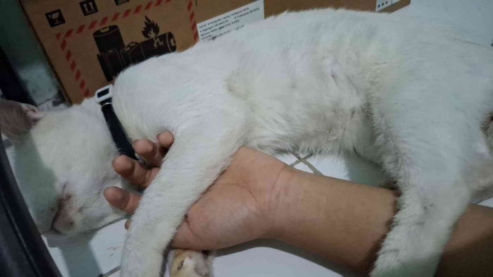 Kucing Saya ( Sumber : Dokumen Pribadi )