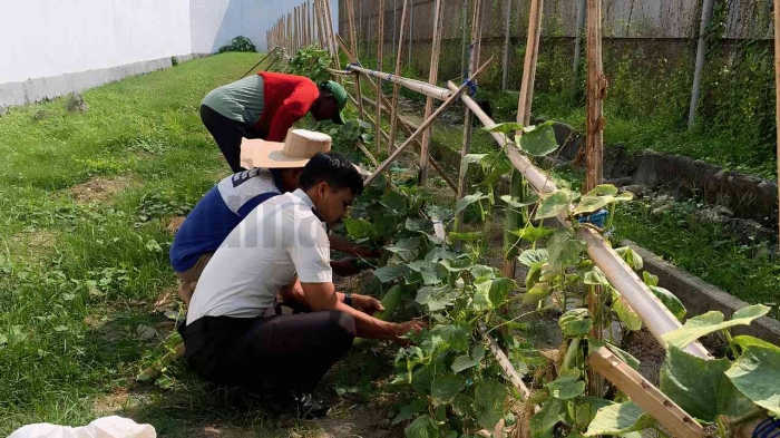 Budidaya timun melibatkan warga binaan bersama petugas dari proses menanam hingga panen