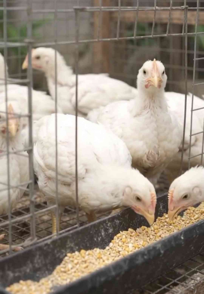 Budidaya ayam broiler di rumah, langkah nyata mewujudkan ketahanan protein Keluarga. (Sumber foto: Jandris_Sky)