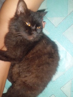 Derita Tasya Si Kucing Hitam Kompasiana Com