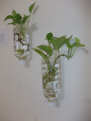 Tanaman  Hias Dalam  Rumah Media Air  Info Terkait Rumah  Tanaman  Hias Dalam  Rumah Media Air  Info Terkait Rumah