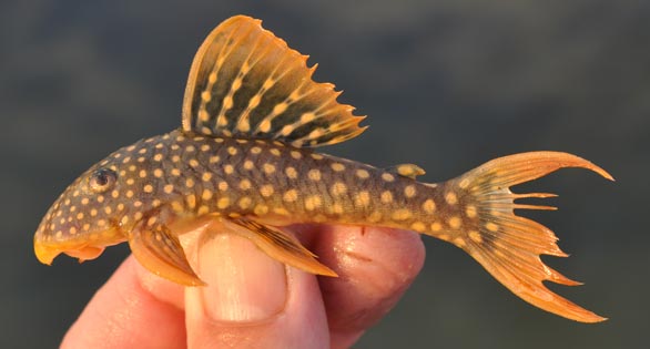 Sunshine Pleco