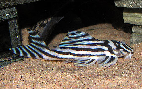 Zebra Pleco