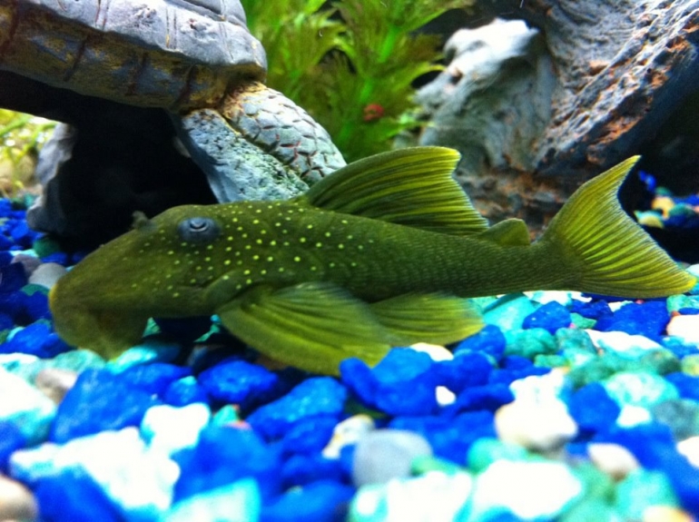 Green Phantom Pleco