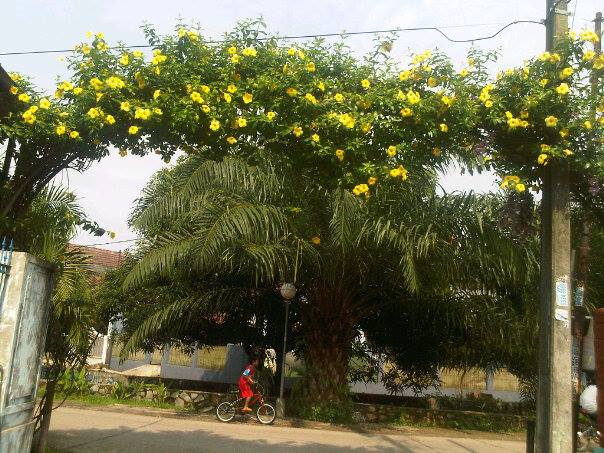 Halaman Rumah yang Kecil? Bisa Jadi Hutan Kecil oleh  Halaman Rumah yang Kecil? Bisa Jadi Hutan Kecil oleh