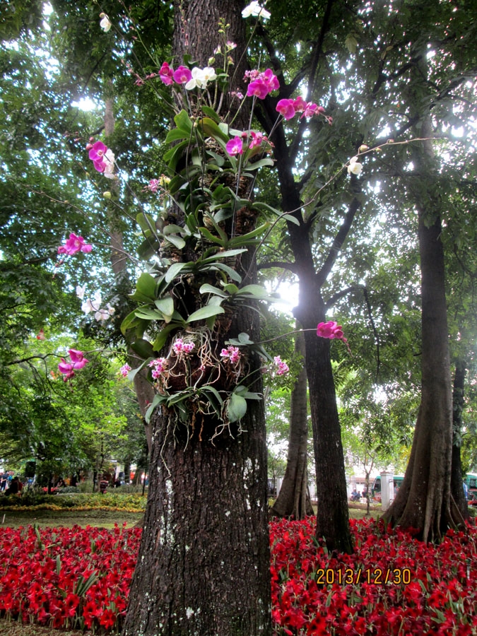 84 Gambar Desain Taman Bunga Anggrek Terbaik