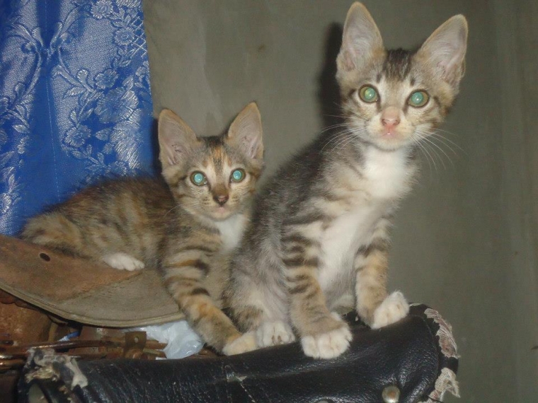 Tangisan Maya Kompasiana Com