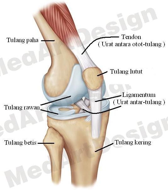 Sakit Lutut Asam Urat Atau Rematik Atau Apa Kompasiana Com