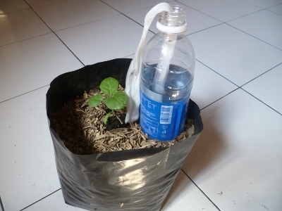 Membuat Sistem Irigasi Sederhana Pada Tanaman iHidroponiki Membuat Sistem Irigasi Sederhana Pada Tanaman iHidroponiki