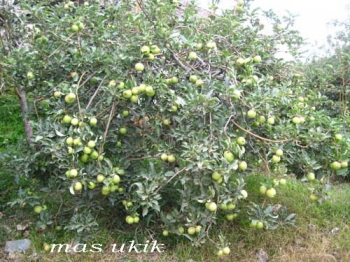 76 Gambar Pohon Apel Hijau HD 76 Gambar Pohon Apel Hijau HD