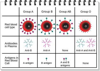Golongan Darah Terkait Jenis Makanan Kompasiana Com