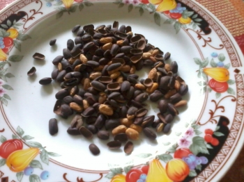 pozie Pohon Trembesi  Buah  pozie Pohon Trembesi  Buah