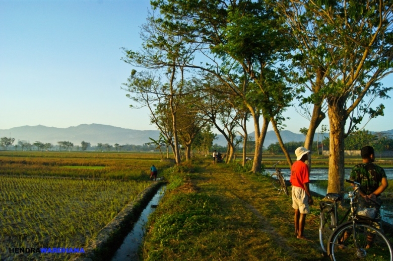 34 Foto Pemandangan Sawah Pagi Hari Rudi Gambar 34 Foto Pemandangan Sawah Pagi Hari Rudi Gambar
