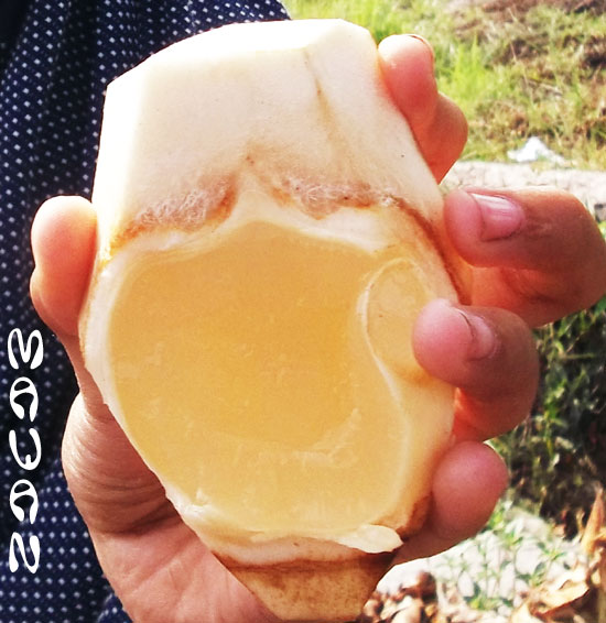 Siwalan Legen Pelepas Dahaga Penambah Sperma Kompasiana Com