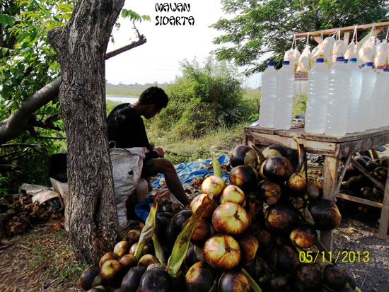 Siwalan Legen Pelepas Dahaga Penambah Sperma Kompasiana Com