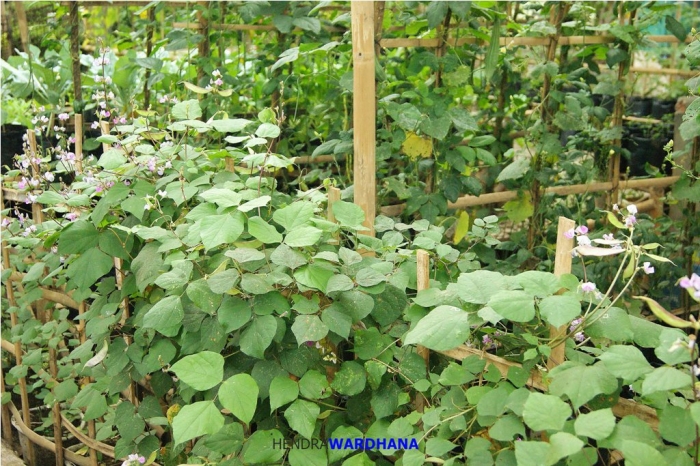 Melihat Desa Terbaik di Jawa Tengah dan Caranya Menopang  Melihat Desa Terbaik di Jawa Tengah dan Caranya Menopang