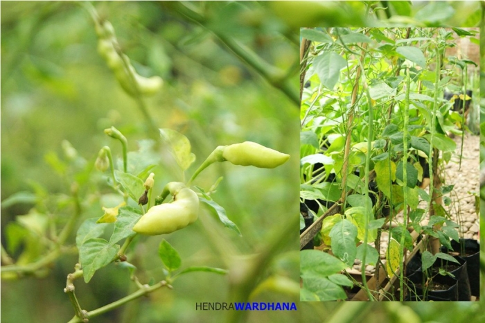 Melihat Desa Terbaik di Jawa Tengah dan Caranya Menopang  Melihat Desa Terbaik di Jawa Tengah dan Caranya Menopang