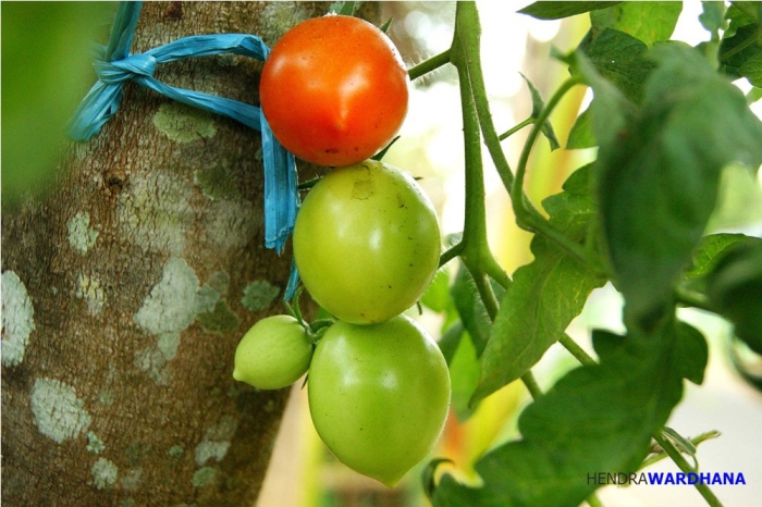Melihat Desa Terbaik di Jawa Tengah dan Caranya Menopang  Melihat Desa Terbaik di Jawa Tengah dan Caranya Menopang