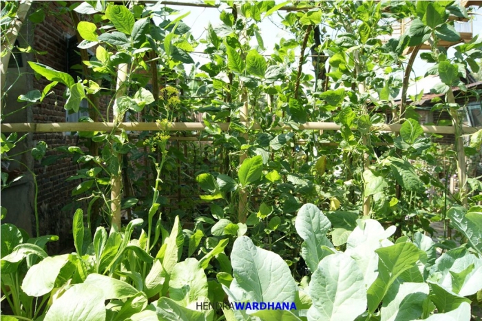 Melihat Desa Terbaik di Jawa Tengah dan Caranya Menopang  Melihat Desa Terbaik di Jawa Tengah dan Caranya Menopang