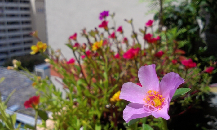 Gambar Taman Bunga Krokot Gambar Bunga Gambar Taman Bunga Krokot Gambar Bunga