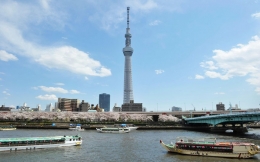 The Tokyo Sky Tree is seen above cherry blossoms in full bloom at Sumida Park