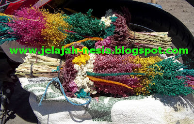 20 Gambar Bunga Edelweis Di Bromo 20 Gambar Bunga Edelweis Di Bromo