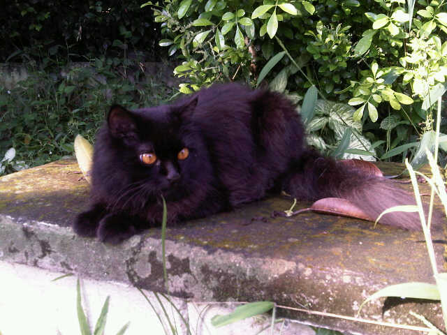 Okan Our Ragdoll Kompasiana Com