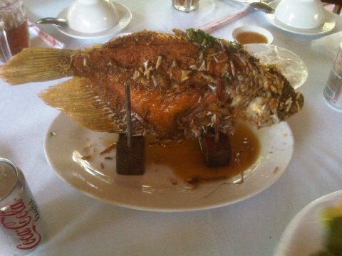 Elephant ear fish (dok.pribadi)