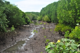 Tunas mangrove yang baru tumbuh