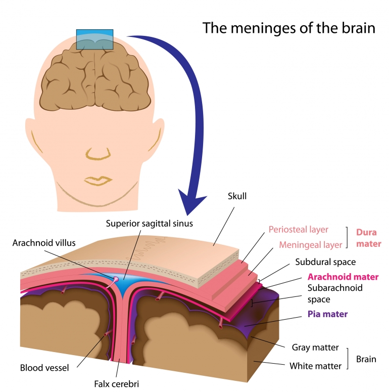 the meninges, interactive-biology.com