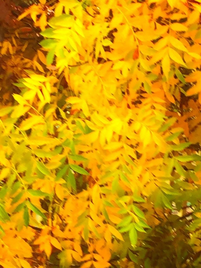 Indahnya Musim Gugur di Australia oleh Ronny Rachman Noor Indahnya Musim Gugur di Australia oleh Ronny Rachman Noor