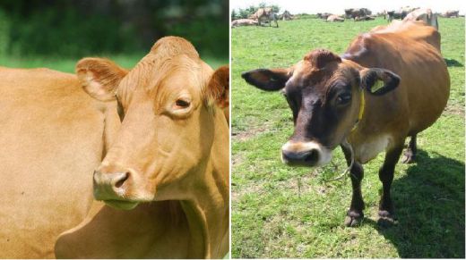 Susu sapi jenis Guernsey dan Jersey mengandung A2 beta casein yang lebih tinggi dibanding dengan jenis sapi perah lainnya. Photo: http://usercontent1.hubimg.com/