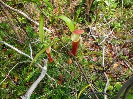 Pasak Bumi Heboh di Luar Tapi Dicuekin Orang Lokal Pasak Bumi Heboh di Luar Tapi Dicuekin Orang Lokal