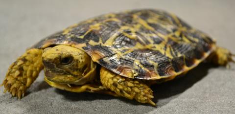 Pancake Tortoise, asli bukan photosop, memang bentuknya pipih kaya pancake (SUmber : tortoiseforum.org)