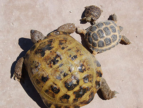 Russian tortoise mirip forsteni :D (sumber : www.reptilesmagazine.com)