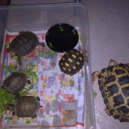 Gerombolan kura kura saya :)