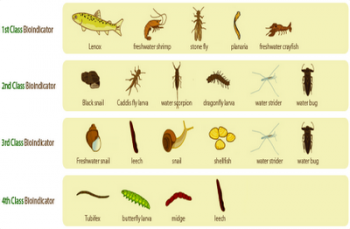 Sebutkan Contoh Spesies Invertebrata  Yang  Dapat   Sebutkan Contoh Spesies Invertebrata  Yang  Dapat