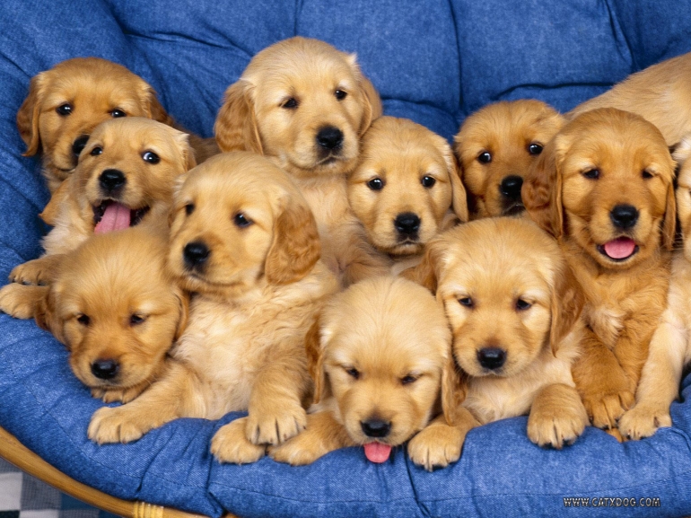 http://1.bp.blogspot.com/_RbYw_S1-bvE/TNoVkhHb0kI/AAAAAAAAAD4/0LiguDdtG-U/s1600/golden-retriever-puppies.jpg
