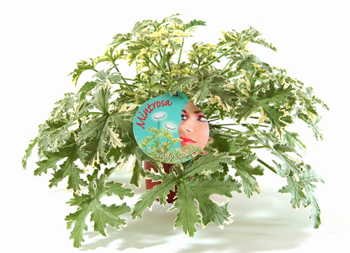 Sayang Anak Yuk Kita Tanam Tanaman Pengusir Nyamuk Sayang Anak Yuk Kita Tanam Tanaman Pengusir Nyamuk