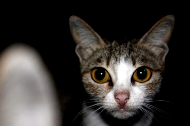 Kucing Kampung Juga Memesona Kompasiana Com