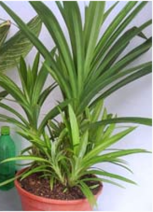 Cara Tanam Daun Pandan Tanpa Akar Cara Menanam Pandan Cara Tanam Daun Pandan Tanpa Akar Cara Menanam Pandan