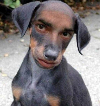 10 Gambar Anjing Yang Paling Populer Di Internet Kompasiana Com 10 Gambar Anjing Yang Paling Populer Di Internet Kompasiana Com