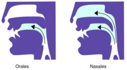 Perbedaan les voyelles orales dan les voyelles nasales