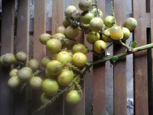 13848214461555011477